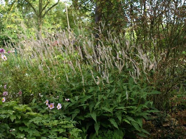 Passion Vivaces Persicaria amplexicaulis Alba vivace blanche godet
