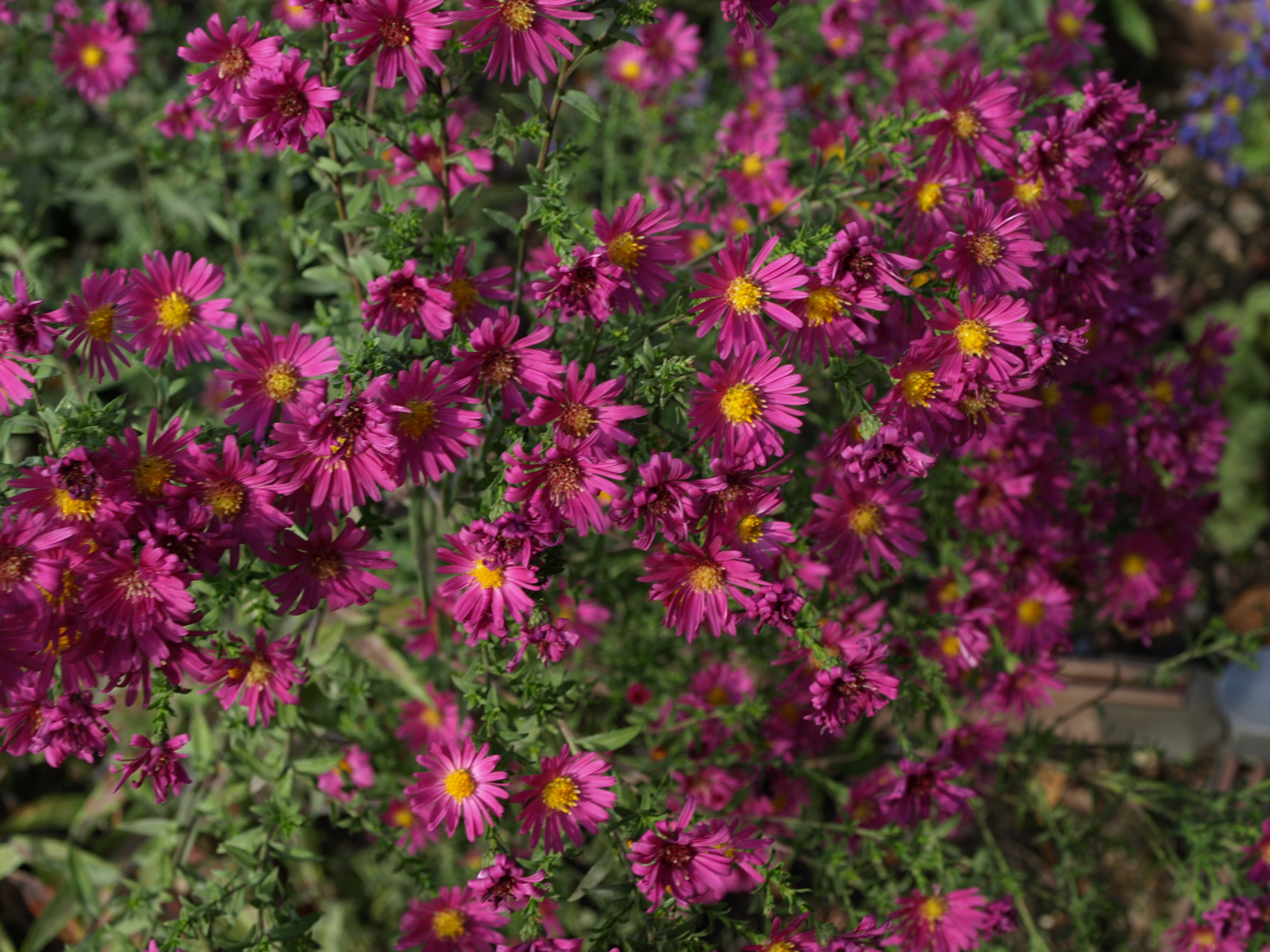 Passion Vivaces Aster novi belgii Red Star plante vivace godet bleu