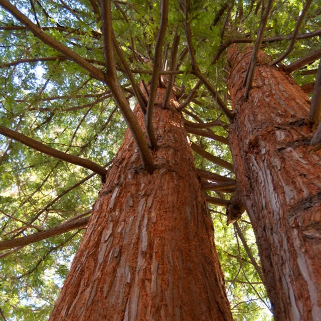 Bakker Sequoia feuilles d'If conifère pot 3L 60-80cm