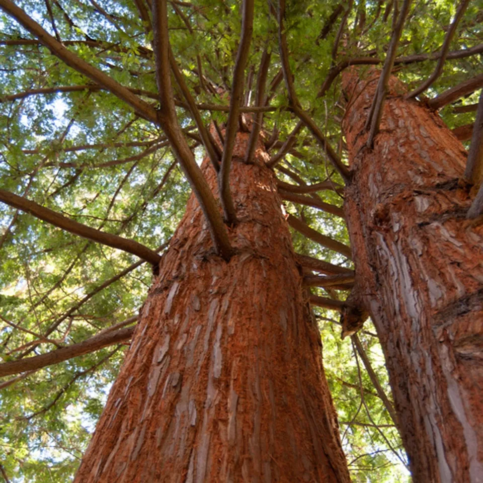 Bakker Sequoia feuilles d'If conifère pot 3L 60-80cm