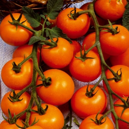 Bakker Tomates cerises graines lot 3 sachets Sungold