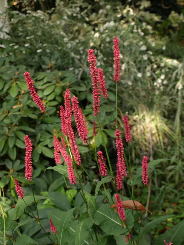 Passion Vivaces Persicaria amplexicaulis September Spires vivace mauve godet