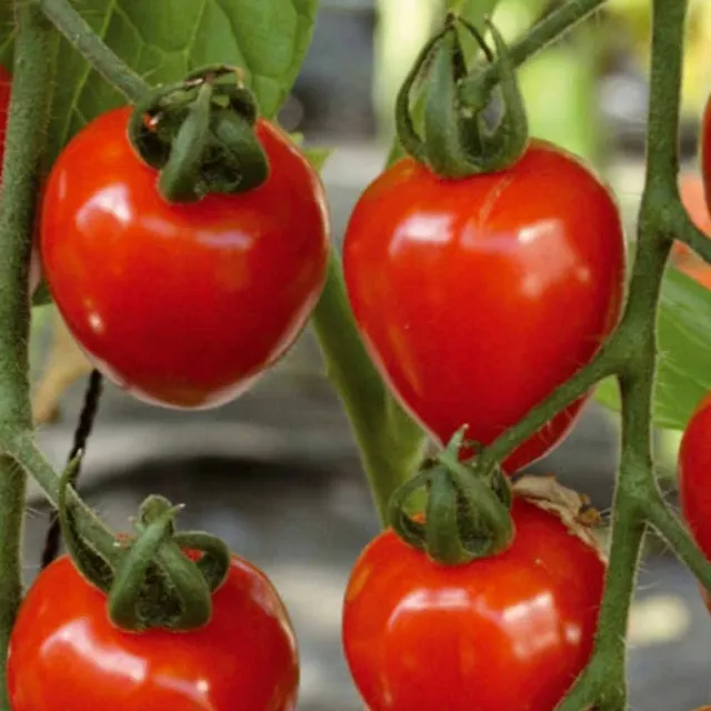 Bakker Gardenberry F1 tomate-cerise sachet 8 graines