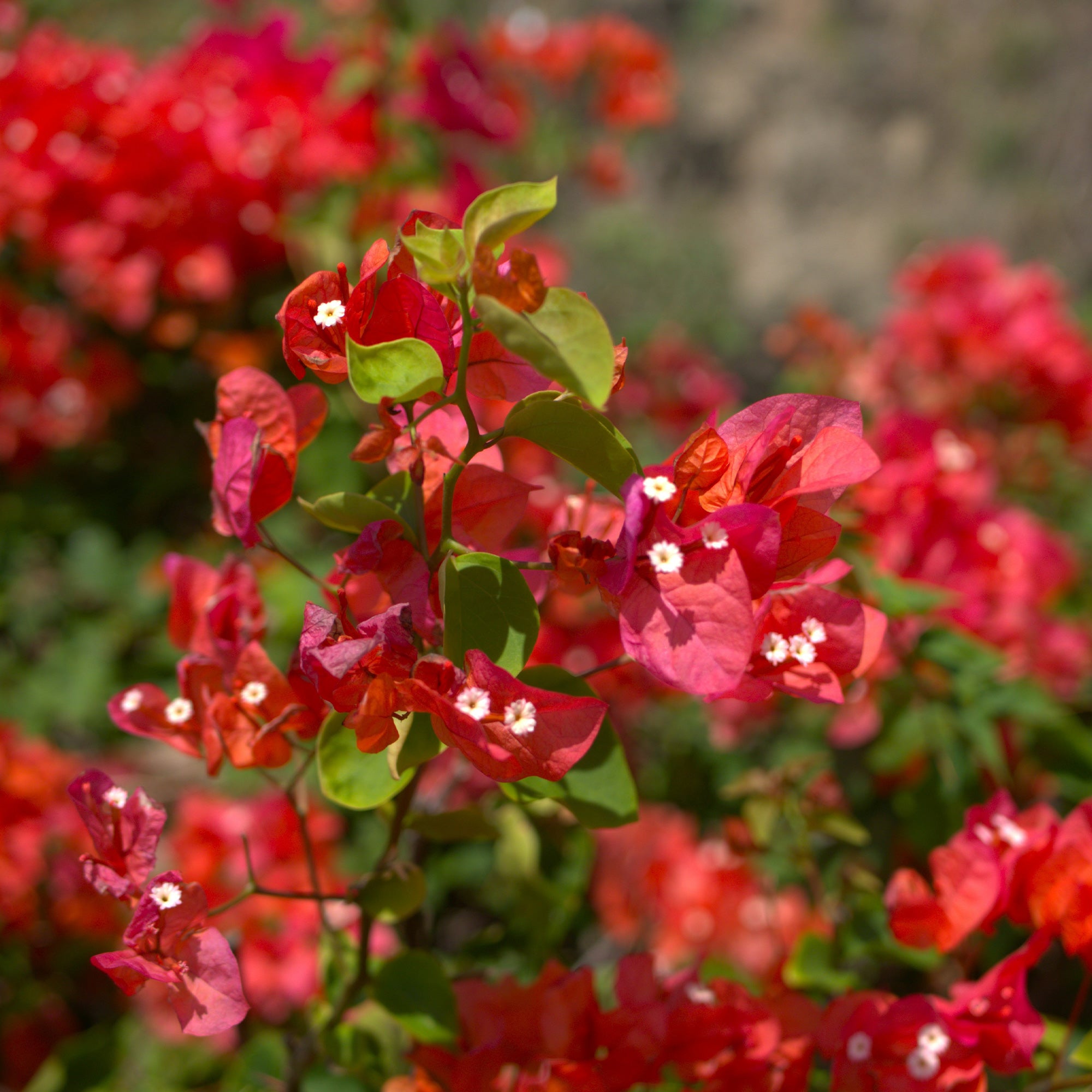 Bakker Bougainvillier Rouge plante grimpante pot Ø12cm fleur rouge