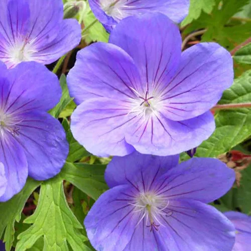 Bakker Géranium Eureka Blue plante vivace pot 8cm