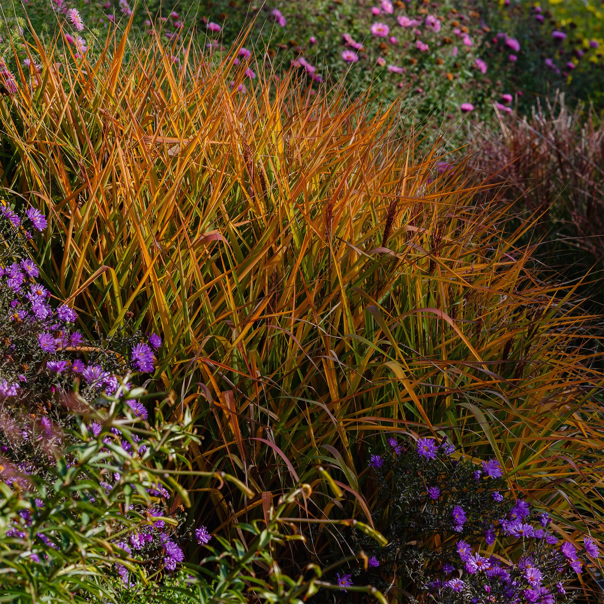 Bakker Eulalie Purpurascens graminée pot Ø 9cm feuillage rouge