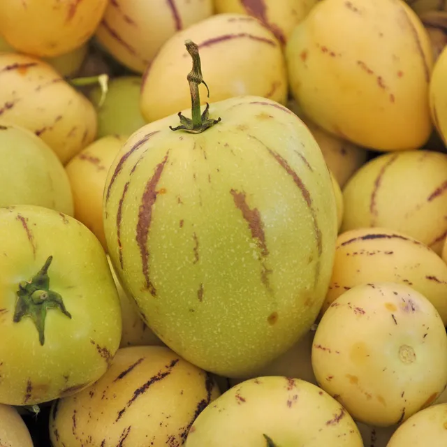 Bakker Poire-melon fruitier pot Ø10,5cm sucré