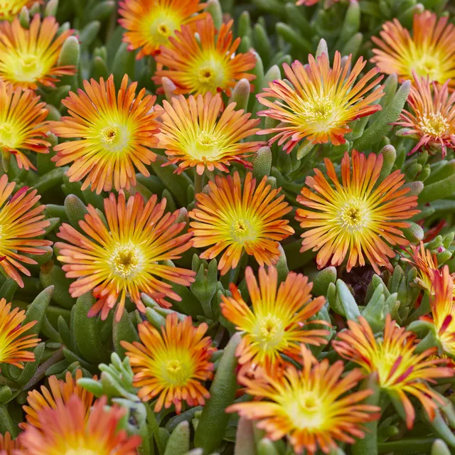 Bakker Vivaces Delosperma Wheels of Wonder Orange pourpier pot 9cm