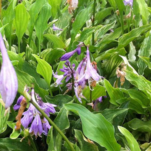 Bakker Hosta Outhouse Delight plante vivace pot 9cm ombre