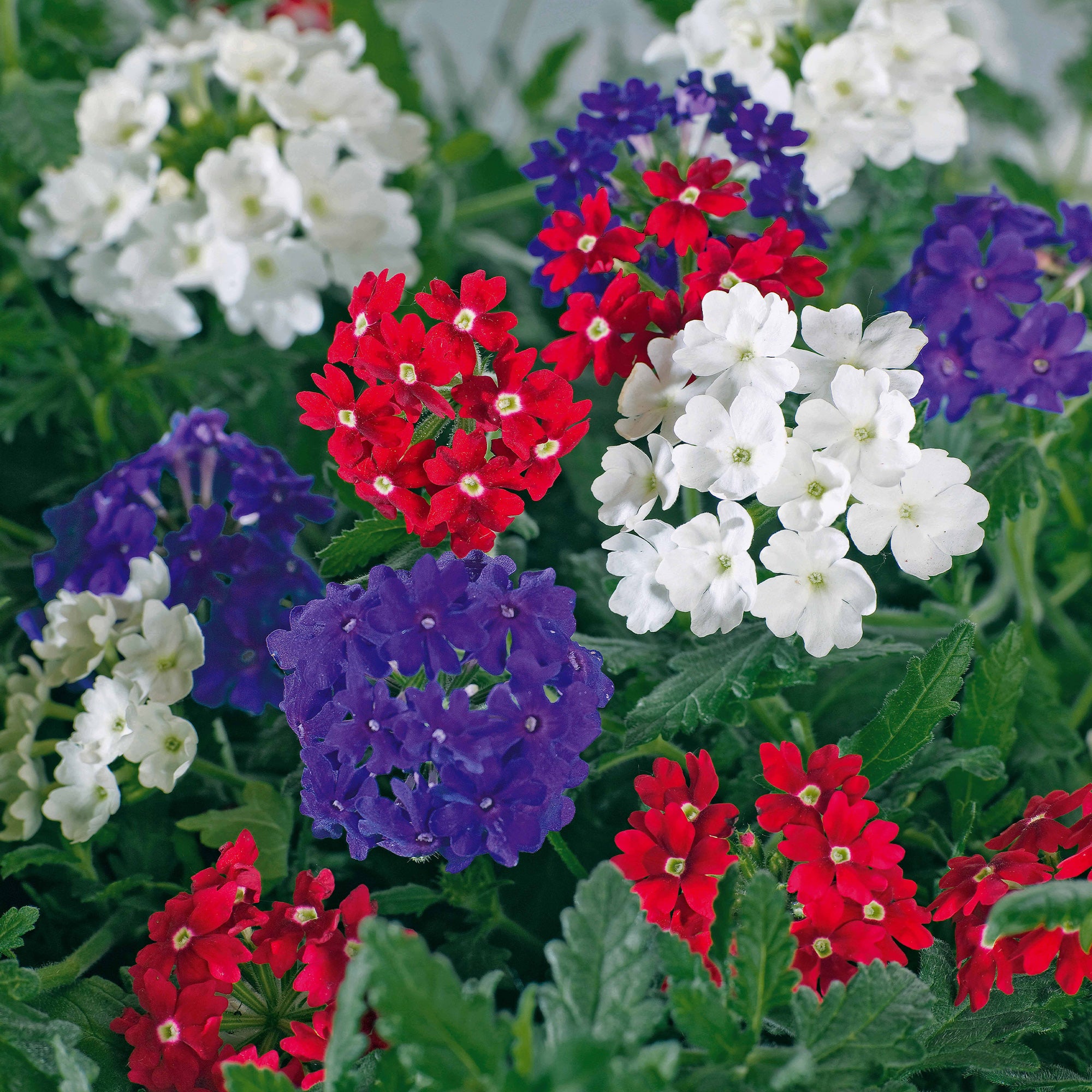 Bakker Verveine rouge blanc bleu 3 pots Ø10.5cm