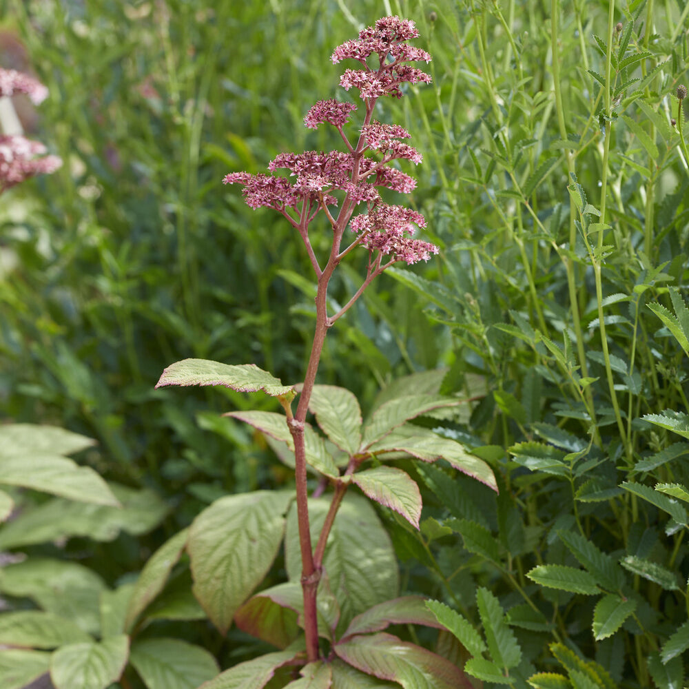 Bakker Rodgersia Pinnata vivace pot 9cm rose ombre