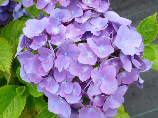 Les Hortensias du Haut Bois Tödi hortensia boule godet