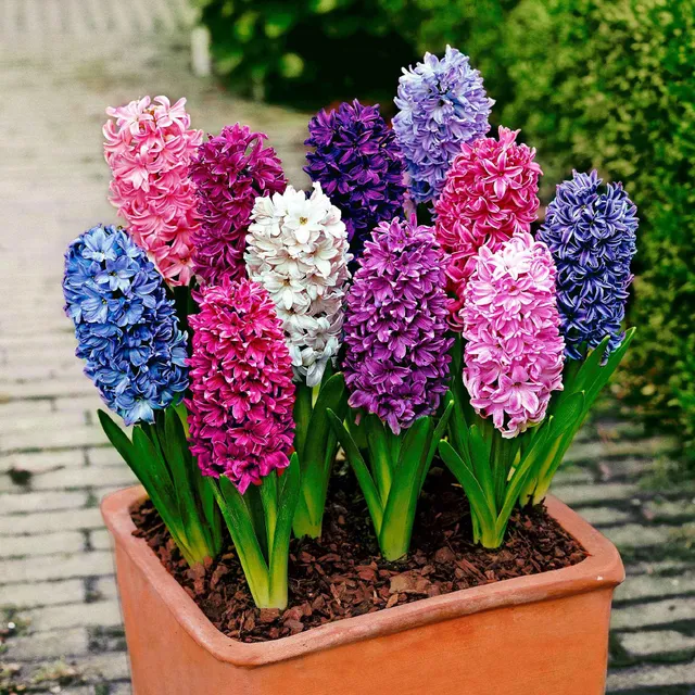 Bakker Bulbes Jacinthes collection 12 bulbes multicolore