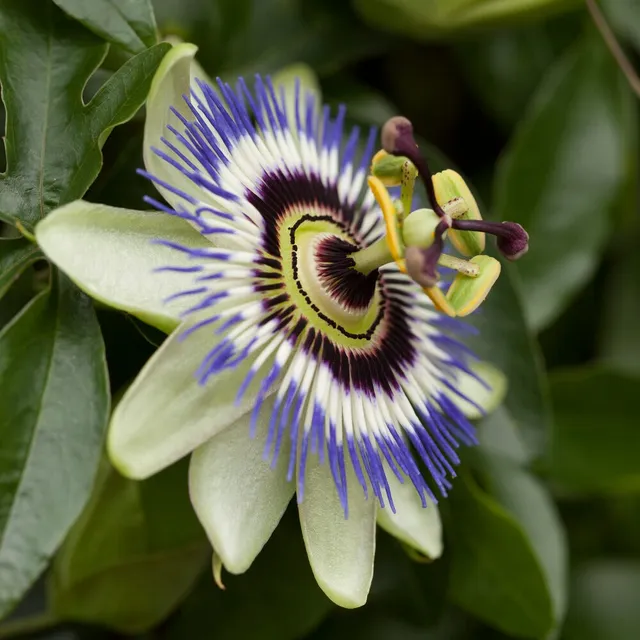 Bakker Plantes d’extérieur Fleur de la passion graines 0,4 g grimpante