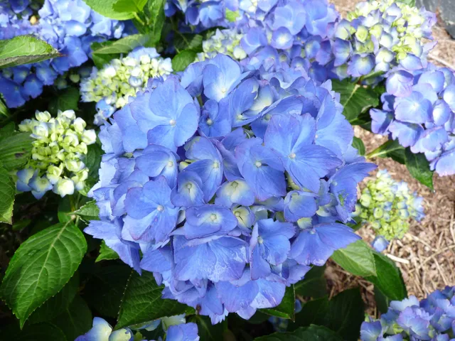 Les Hortensias du Haut Bois Universal hortensia boule godet