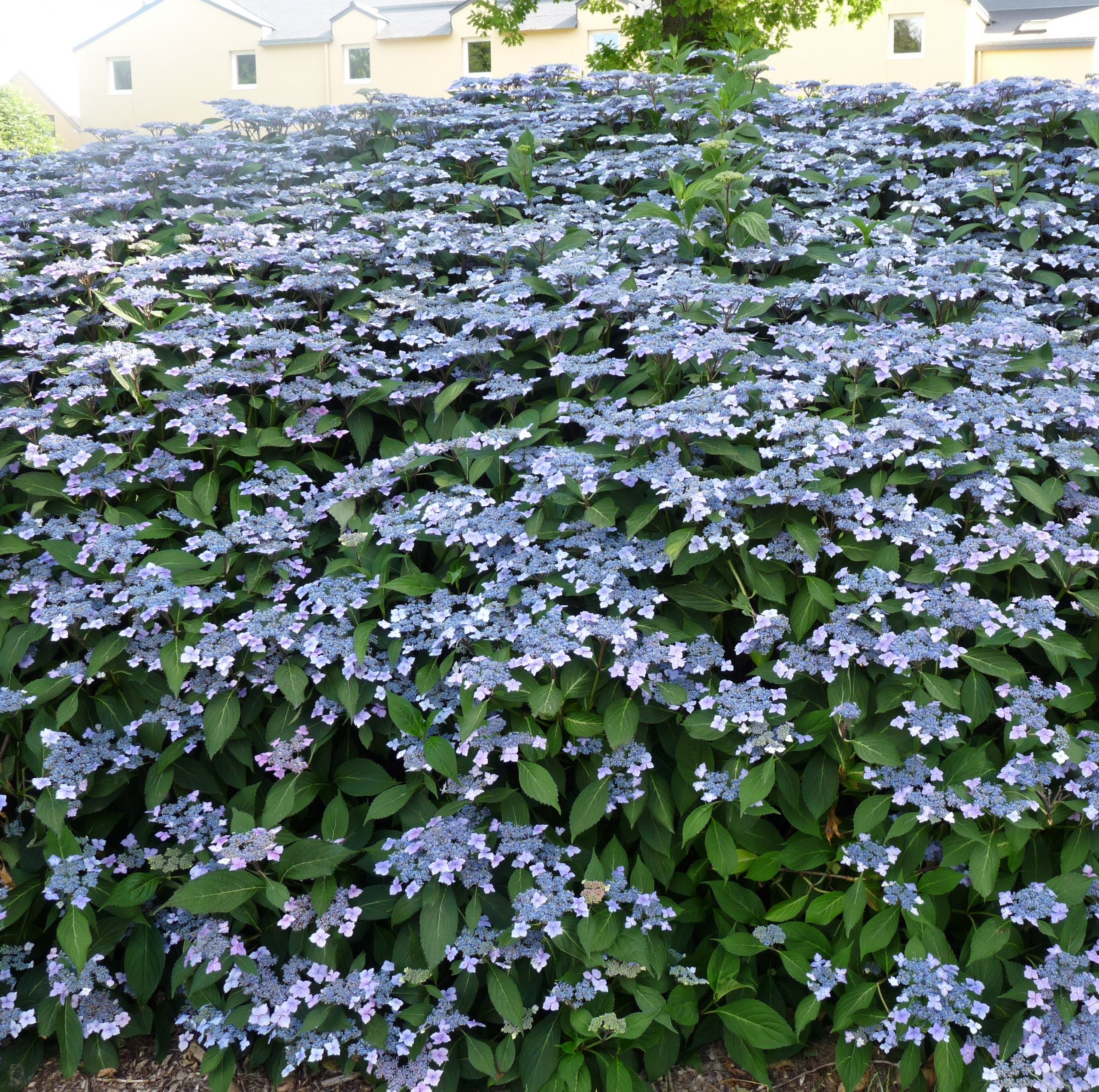 Les Hortensias du Haut Bois Mariesii Lilacina hortensia dentelle