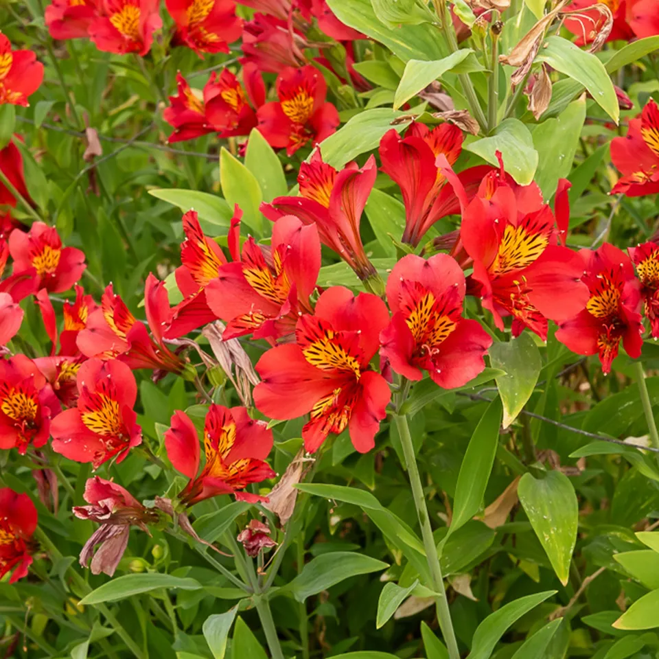 Bakker Majestic Liré lys des Incas plante vivace pot 9cm rouge