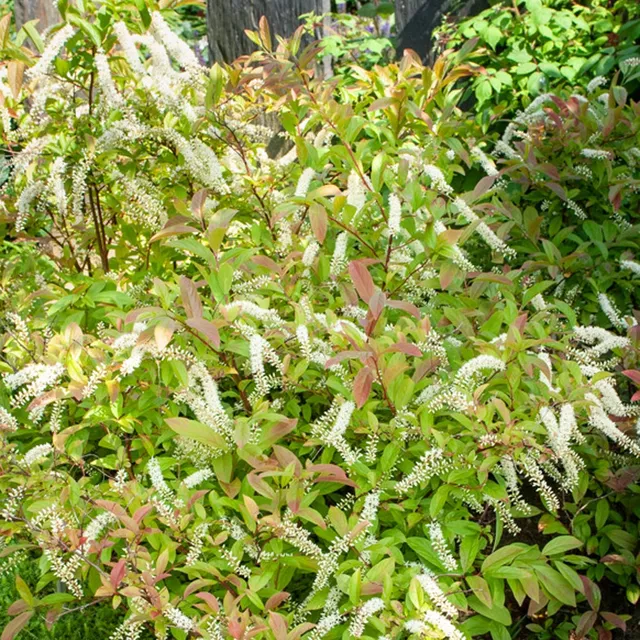 Bakker Henry's Garnet itéa de Virginie pot 3L fleurs blanches