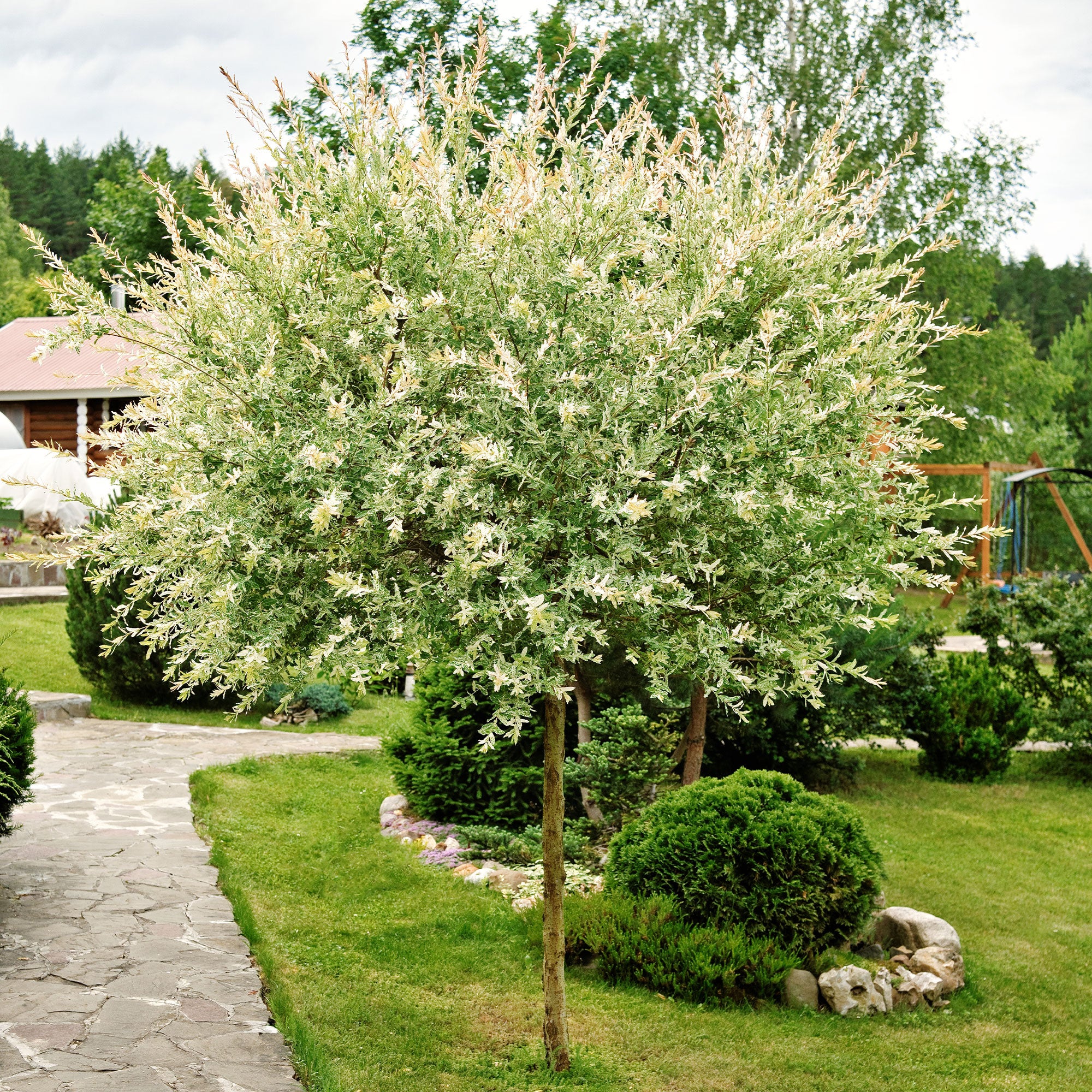 Bakker Hakuro Nishiki saule crevette tige 60cm pot 3L