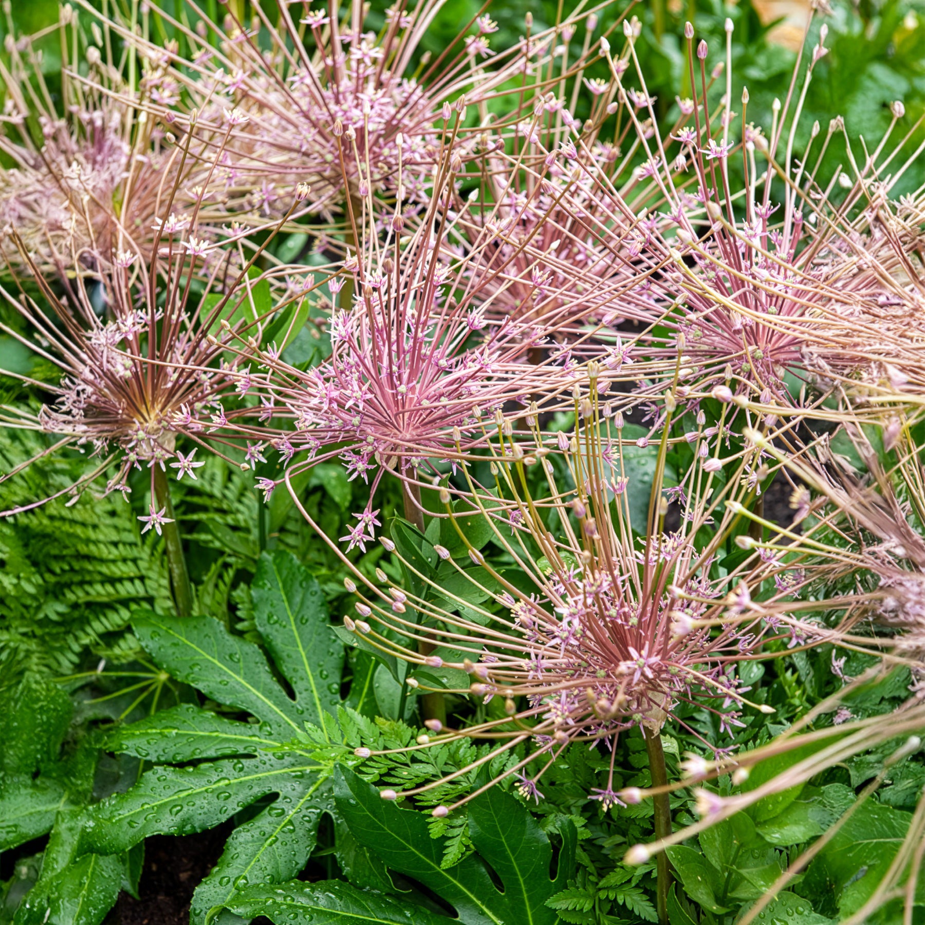 Bakker Bulbes à fleurs 5 Alliums Schubertii bulbe rose