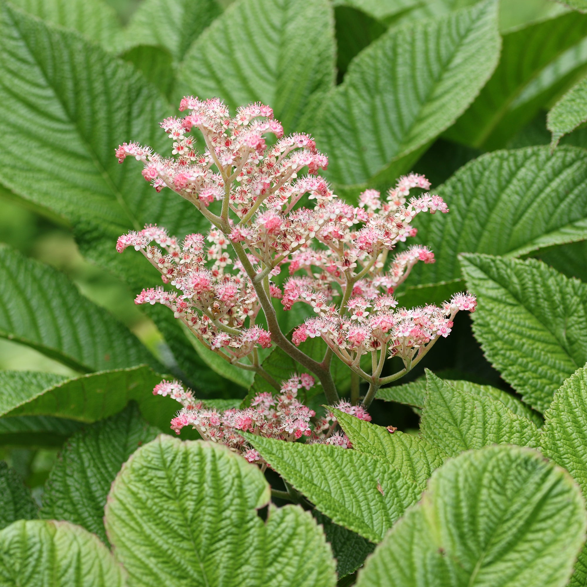 Bakker Rodgersia henrici plante vivace pot 9cm fleur rose