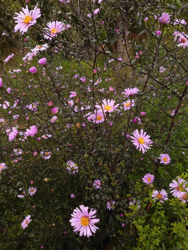 Passion Vivaces Aster laevis Glow in the Dark plante vivace godet