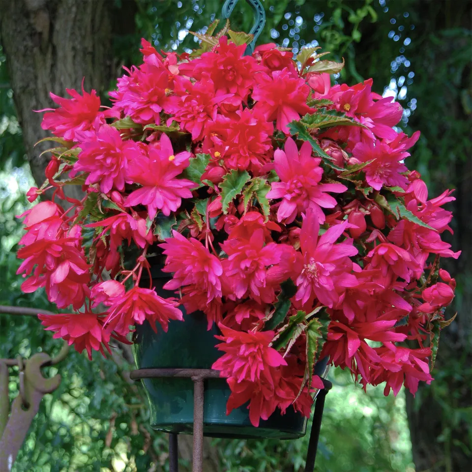 Bakker Bulbes Bégonia retombant rose sachet 5 bulbes cascade