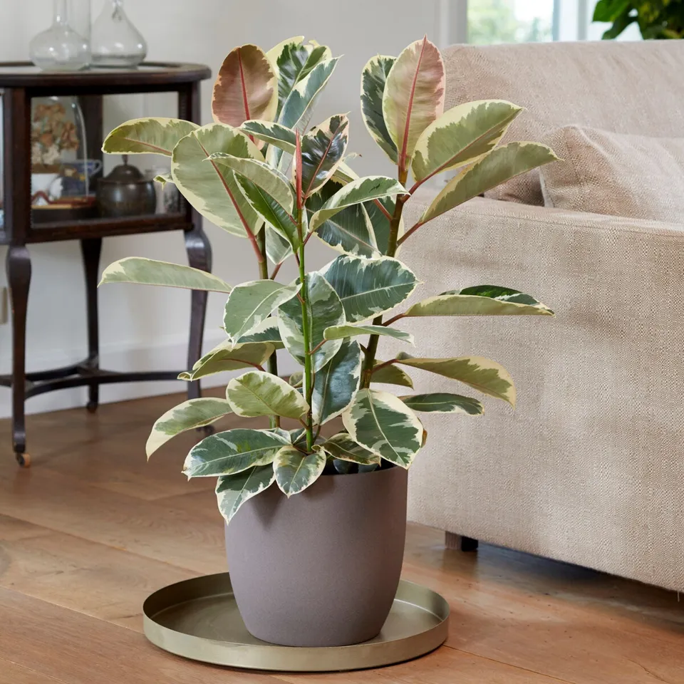 Bakker Ficus Tineke caoutchouc pot 17cm panaché crème