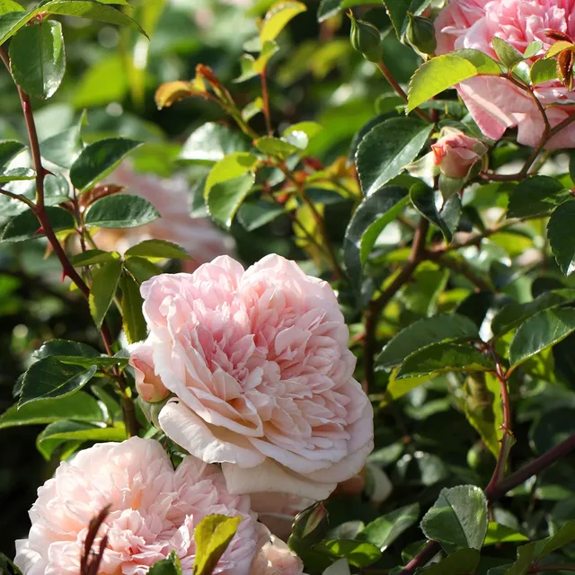 Bakker Rosier Gloire de Dijon grimpant pot 4L rose parfumé