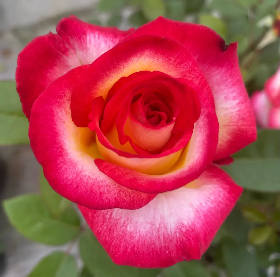Michel Adam Léo Ferré rosier buisson bicolore blanc rouge