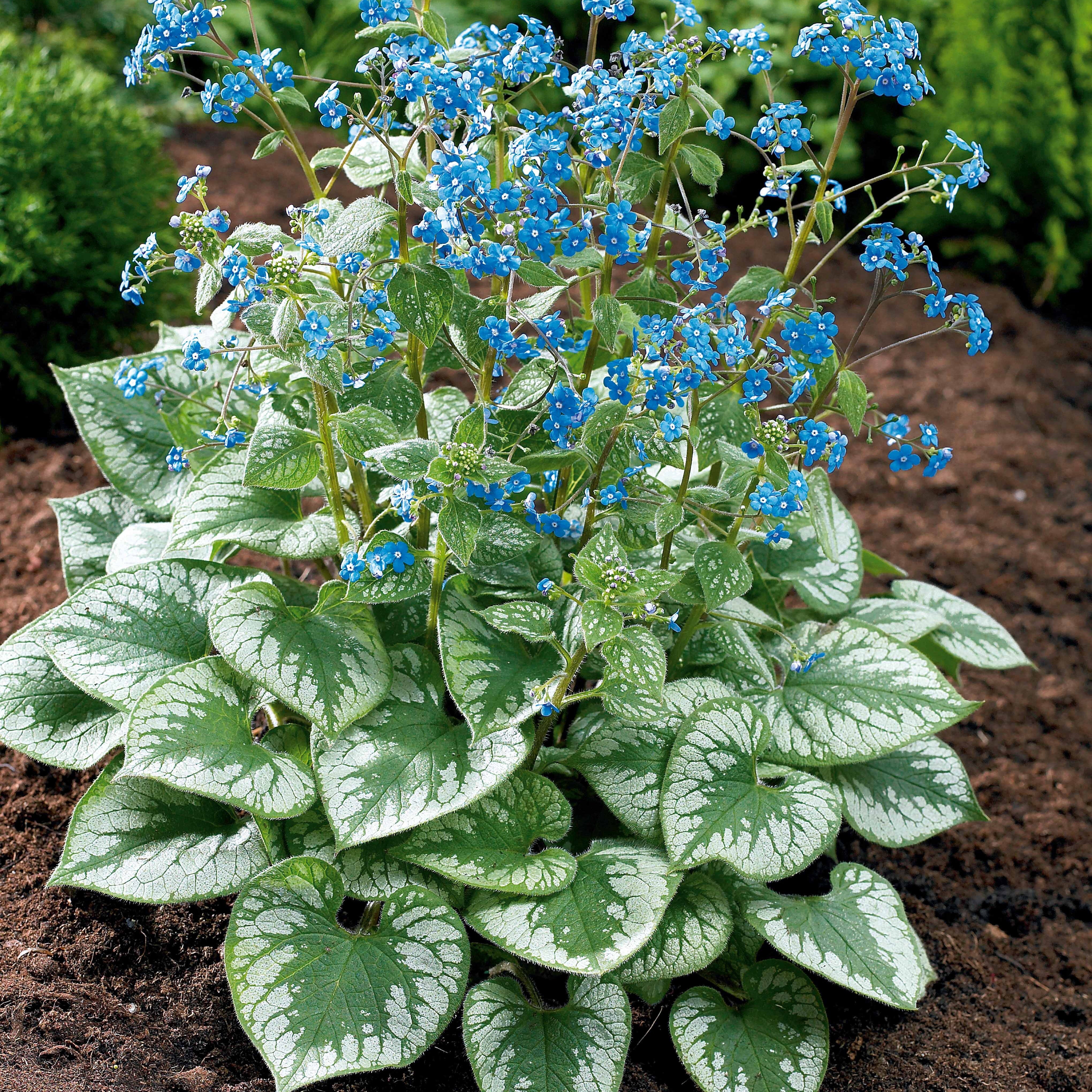 Bakker Emerald Mist myosotis vivace racine nue ombre