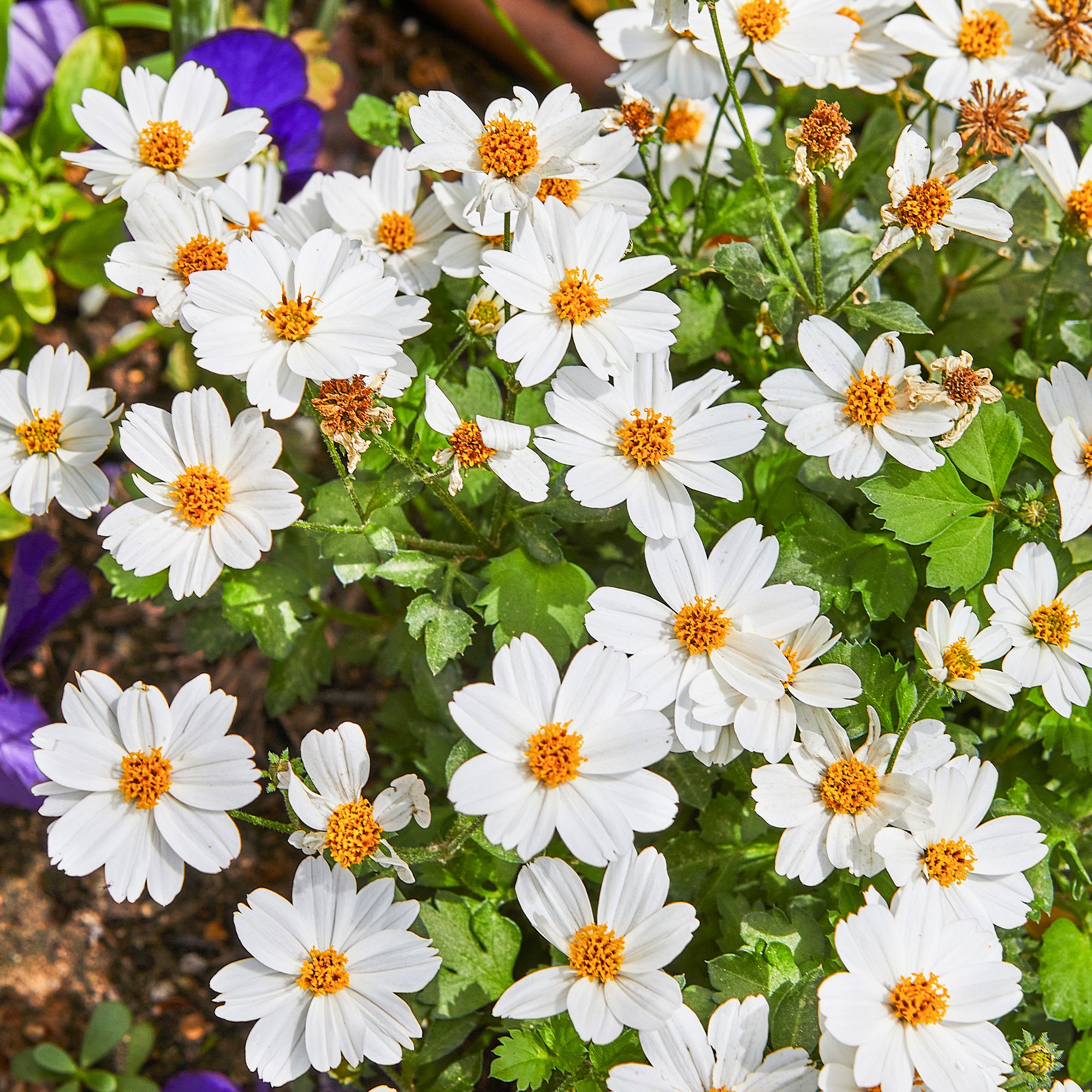 Bakker Terrasse Bidens White Delight plante pot 10,5cm blanc