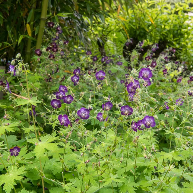 Bakker Géranium livide vivace violet pot 9cm