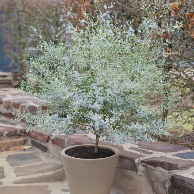 Bakker Eucalyptus gunnii France Bleu arbuste pot 1,3L 20-30cm