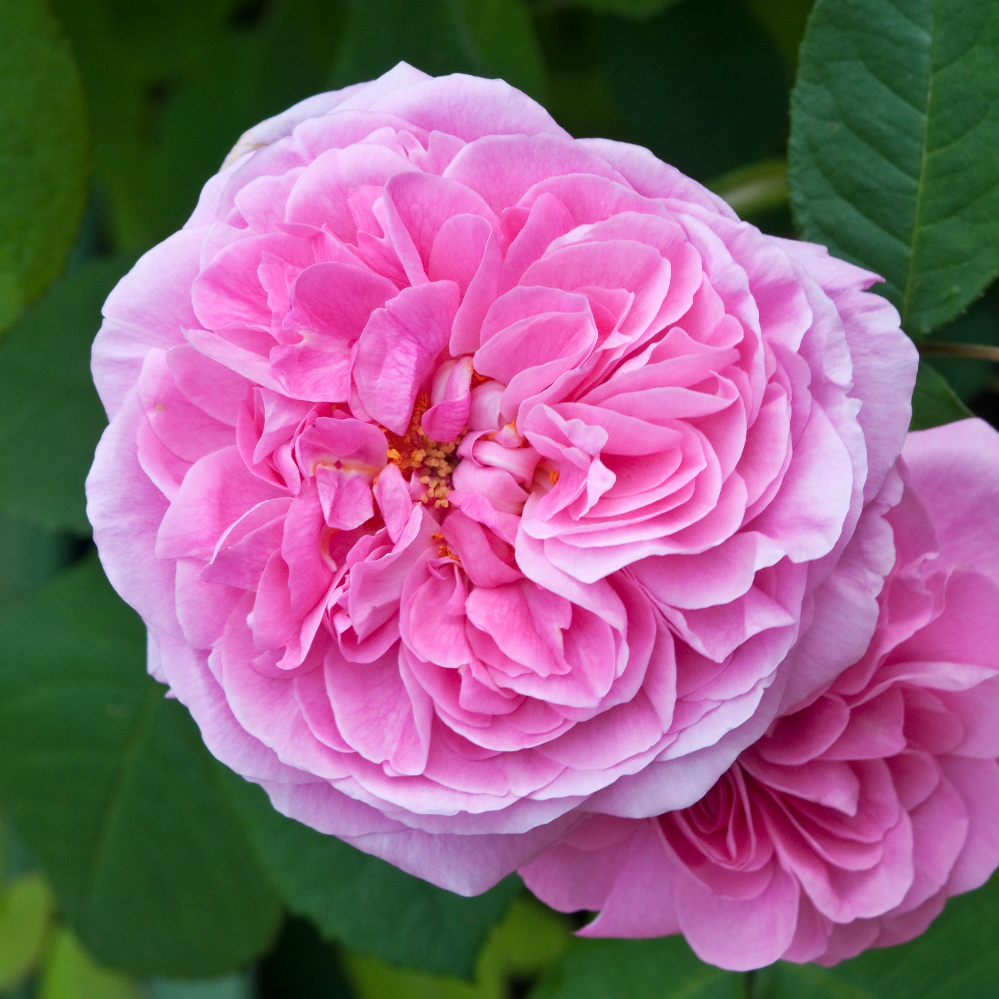 Bakker Rosier Gertrude Jekyll Ausbord pot 4L rose parfumé