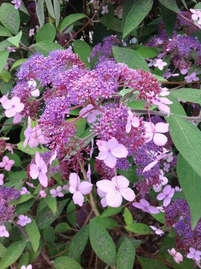 Les Hortensias du Haut Bois Villosa hortensia aspera feuillage godet