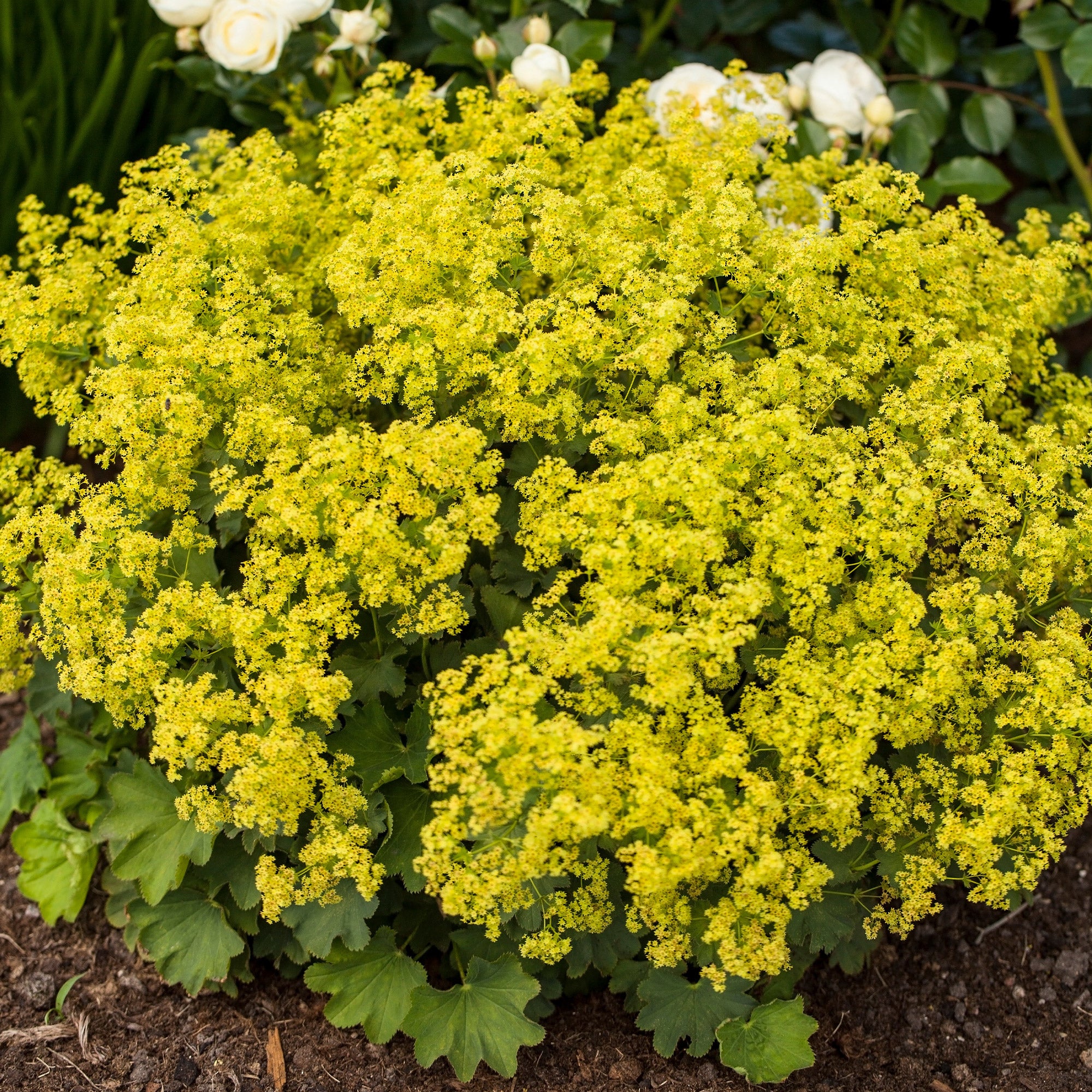 Bakker Massif fleuri 8 plantes vivaces 1,5 m² mi-ombre