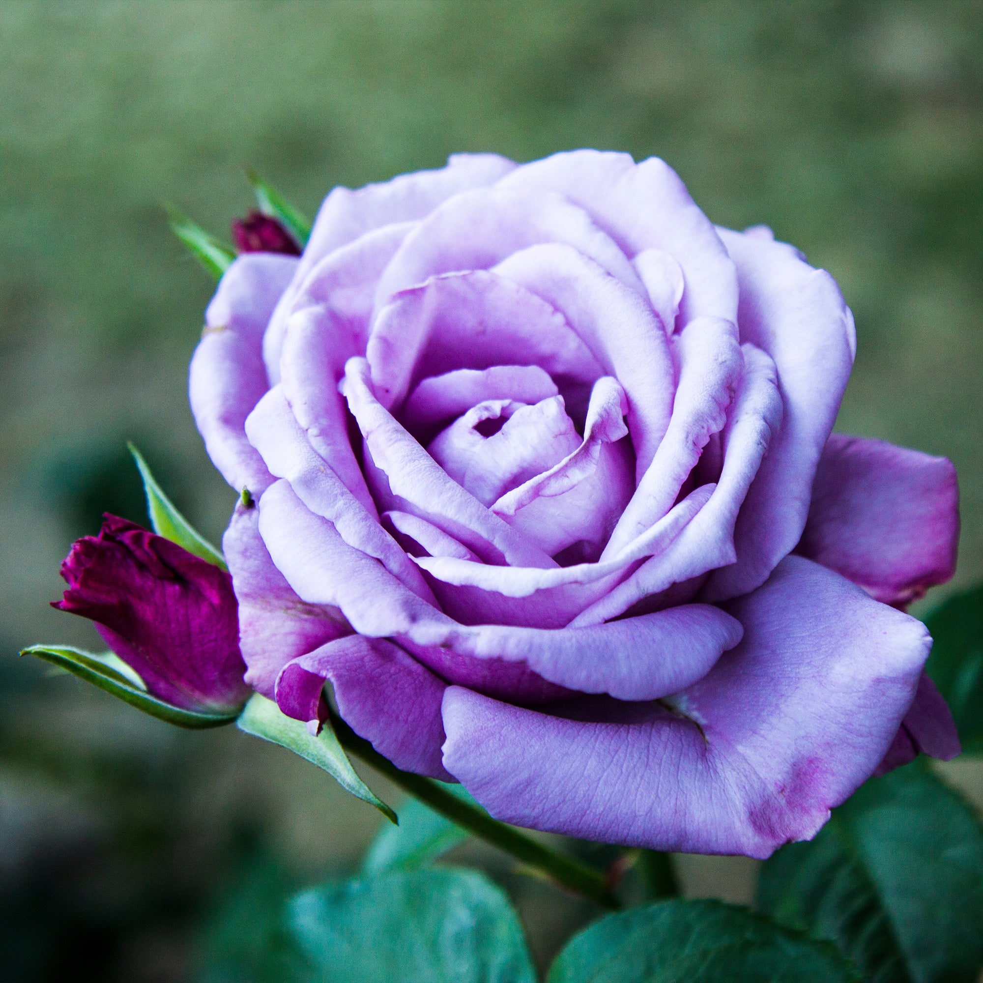 Bakker rosier buisson violet racine nue 2+ branches parfumé