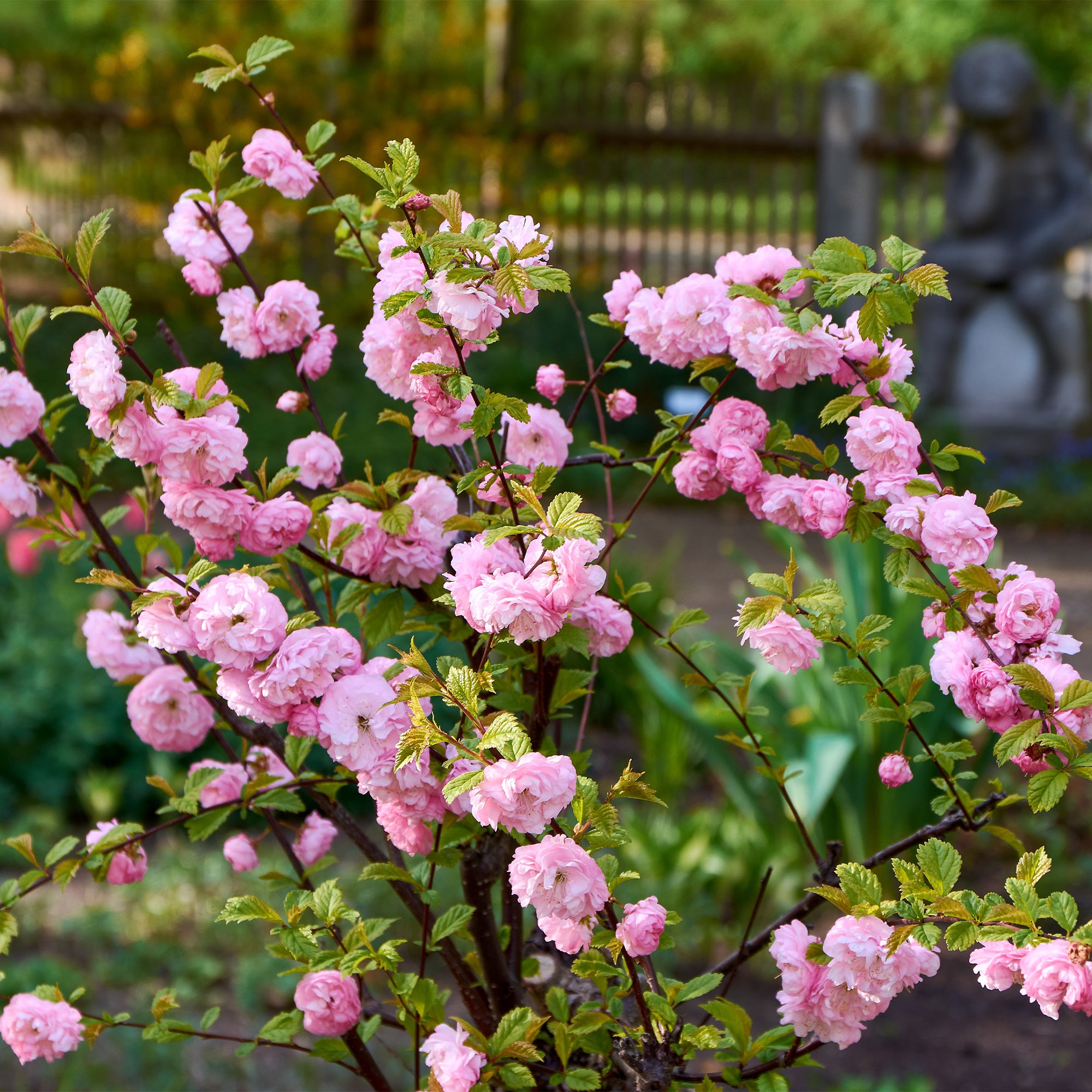 Bakker Amandier à Fleurs sur Tige pot 3L tige 60cm rose