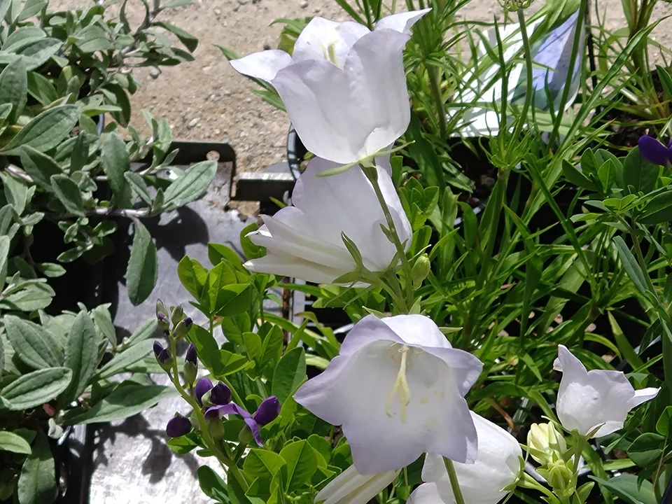 Campanula persicifolia Chettle Charm campanule pot 1 litre blanche