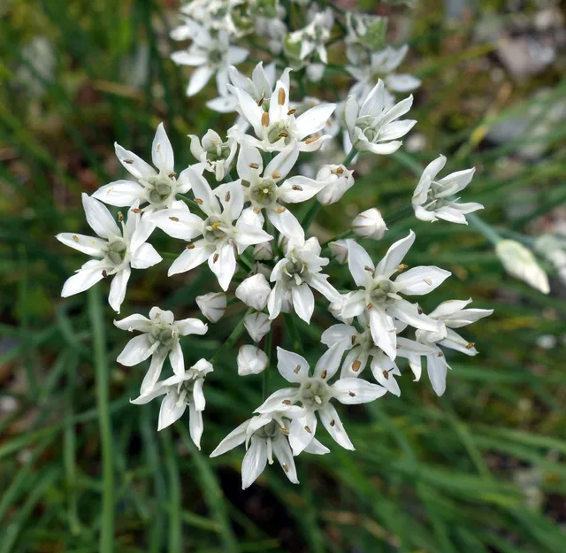 Passion Vivaces ALLIUM ramosum plante vivace godet fleurs blanches