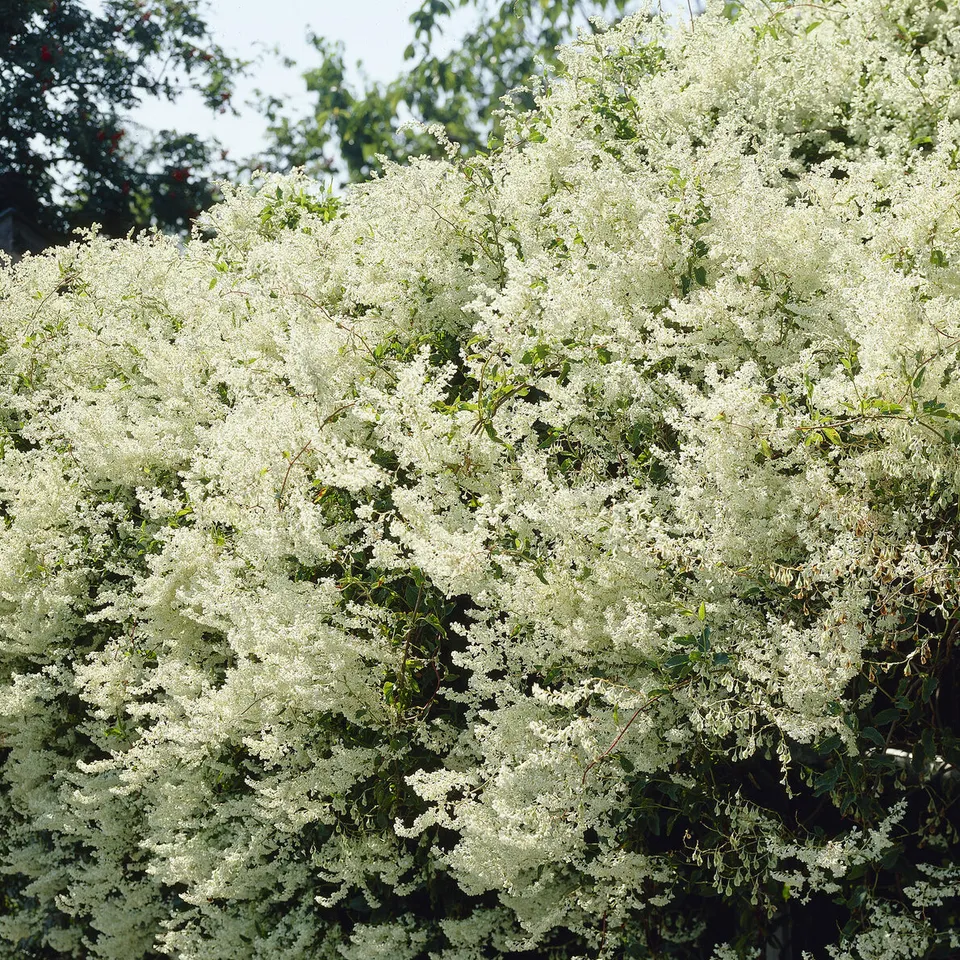 Bakker Renouée Aubert Fallopia plante grimpante pot 1,5L blanc