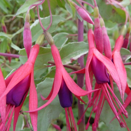 Bakker Fuchsia Magellan Tricolor plante terrasse pot 9cm