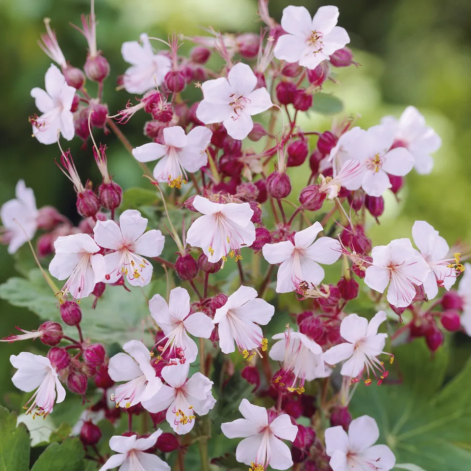 Bakker Spessart géranium vivace 3 racines nues couvre-sol