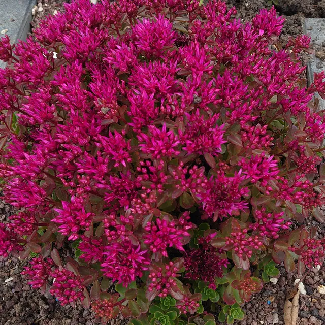 Passion Vivaces Sedum Dragon Blood orpin godet feuillage persistant