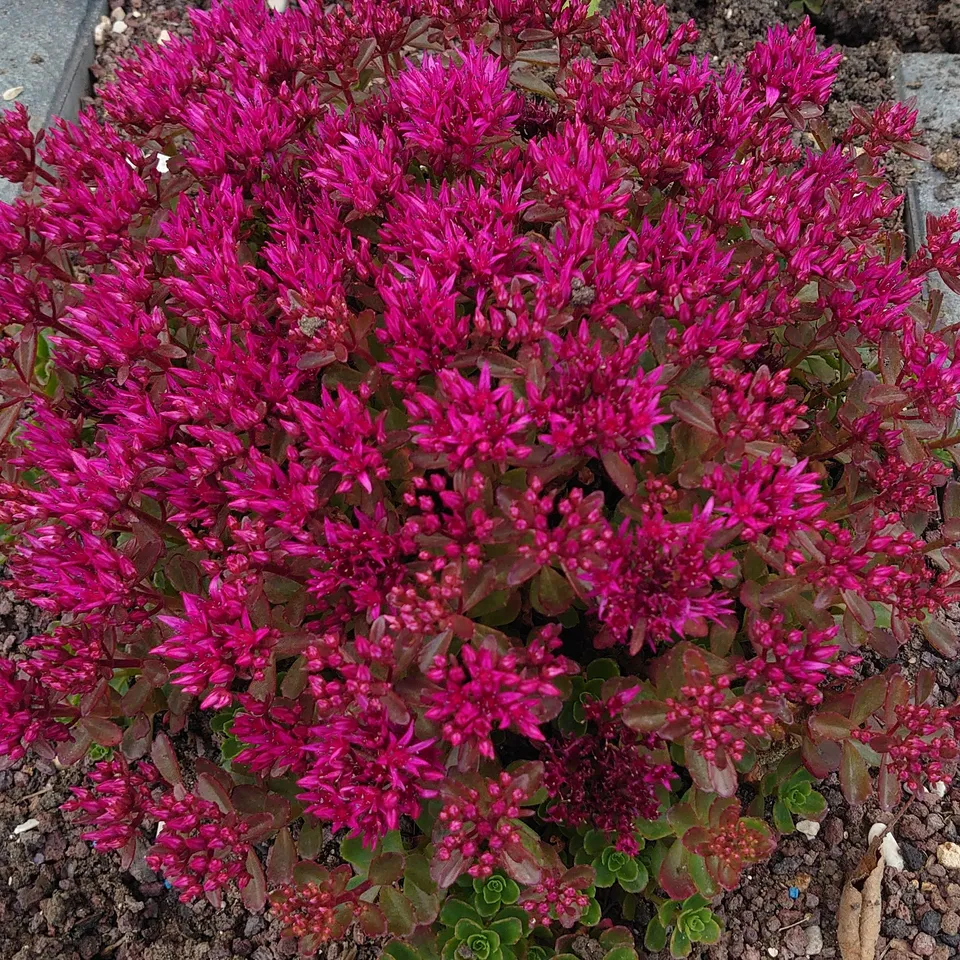 Passion Vivaces Sedum Dragon Blood orpin godet feuillage persistant
