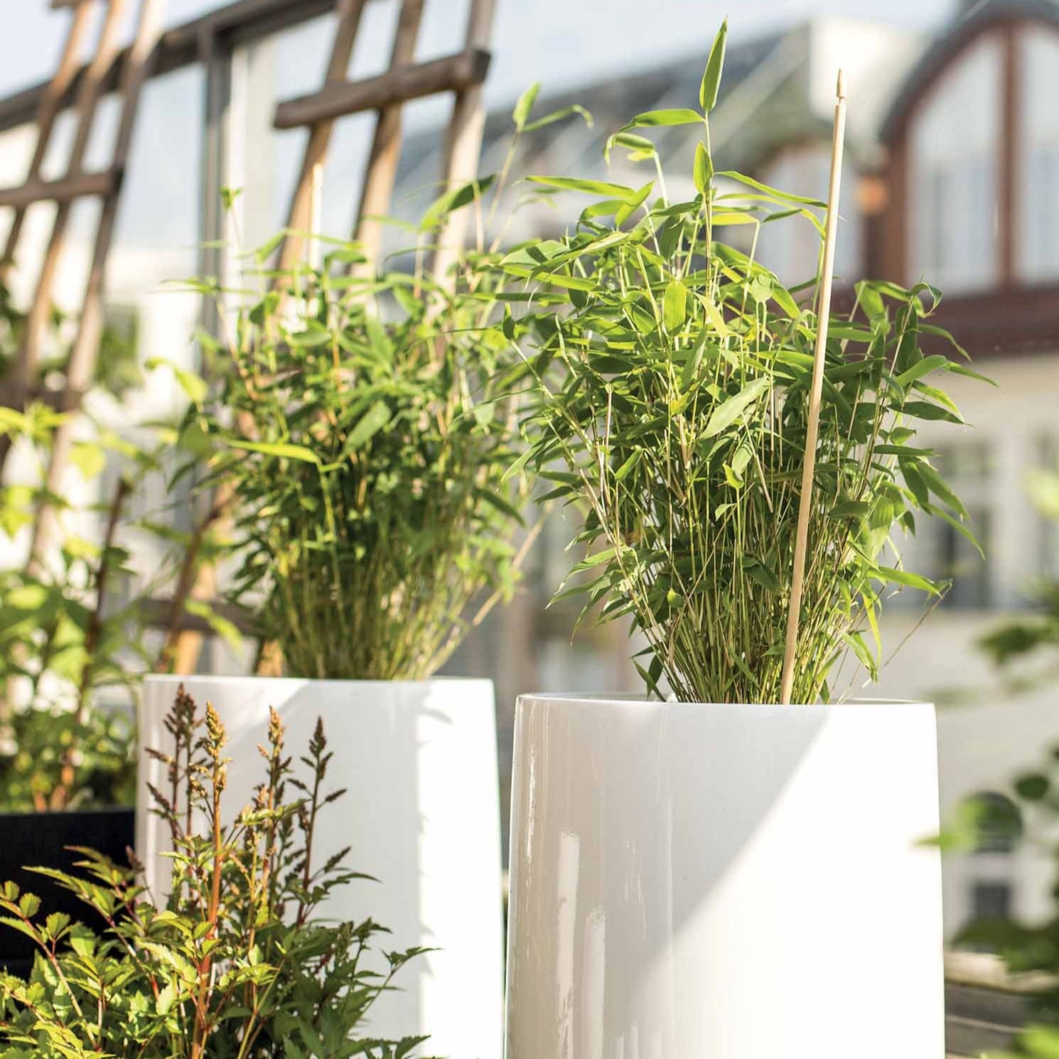 Bakker Collection 3 arbustes arbuste 3 pots jardin zen