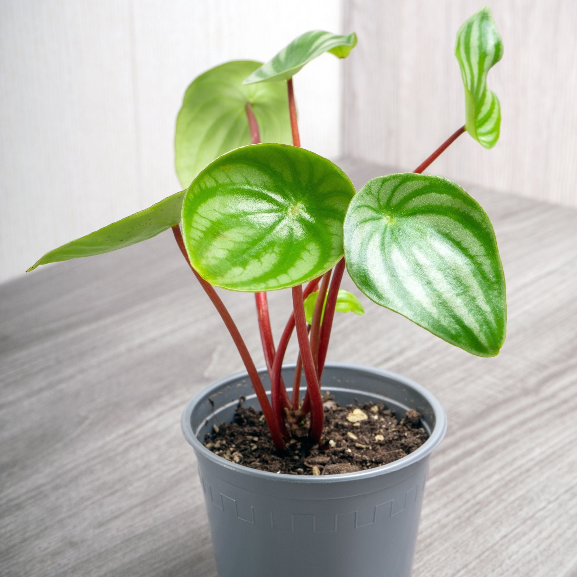 Bakker Intérieur Pépéromia argenté plante pot 12cm pastèque