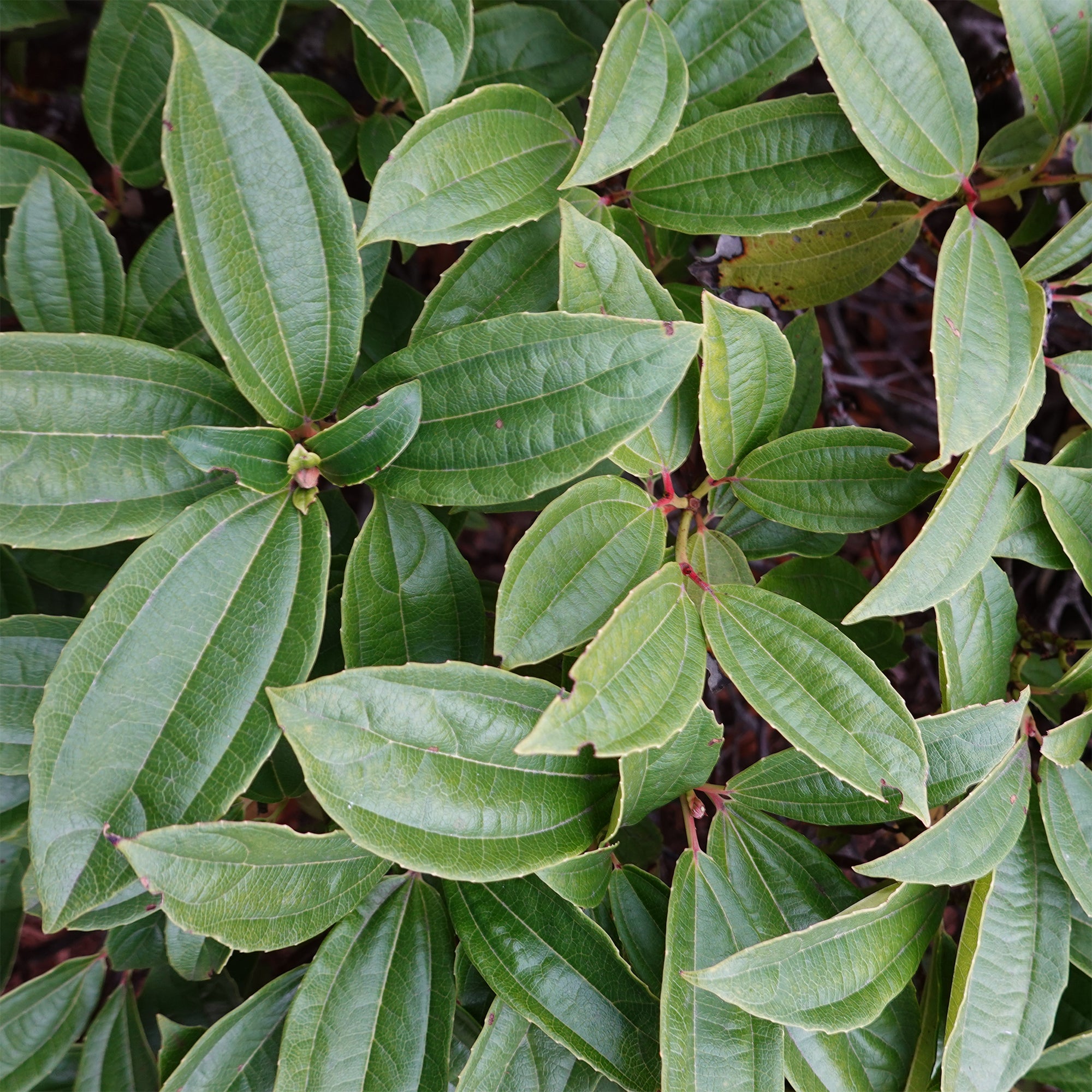 Bakker Davidii viorne arbuste pot 2L baies bleues