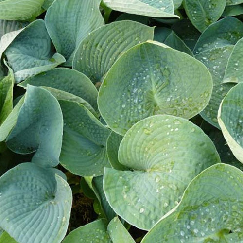 Bakker Ryans Big One hosta géant ombre pot Ø 9 cm